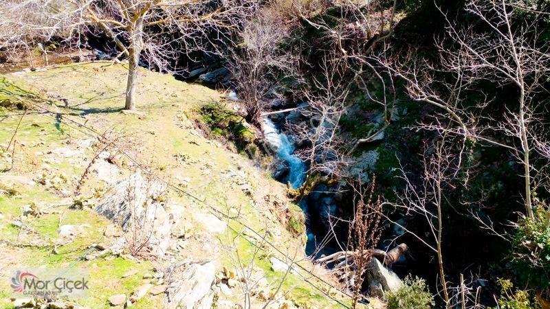Mor Çiçek Emlak Tire Yamandere Satılık Kargir Ev Ve 2adet Dam — fotoğraf 3