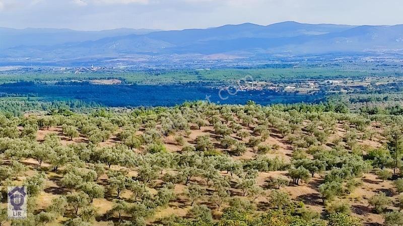 Lir Den Çanakkale Bayramiç Zerdalilik Te 4300 M2 Zeytinlik