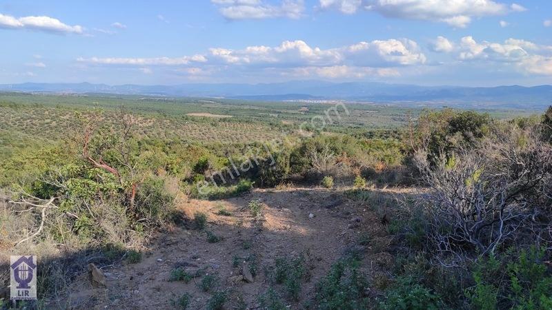 Lir Den Çanakkale Bayramiç Zerdalilik Te 4300 M2 Zeytinlik — fotoğraf 2