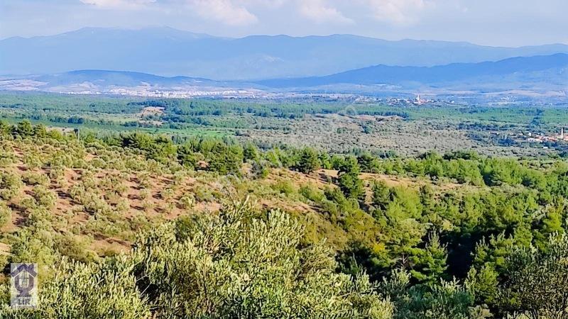 Lir Den Çanakkale Bayramiç Zerdalilik Te 4300 M2 Zeytinlik — fotoğraf 3