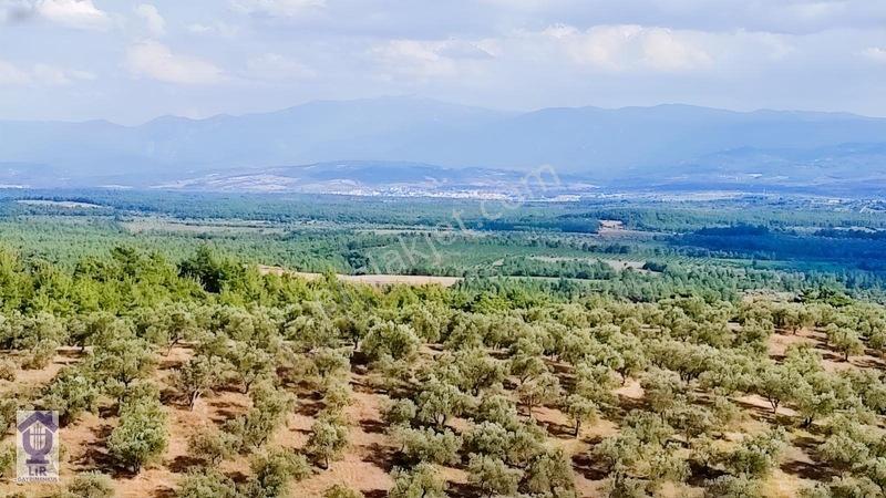 Lir Den Çanakkale Bayramiç Zerdalilik Te 4300 M2 Zeytinlik — fotoğraf 4
