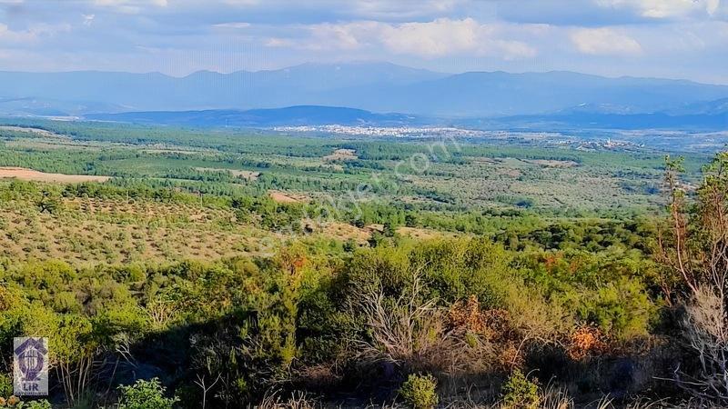 Lir Den Çanakkale Bayramiç Zerdalilik Te 4300 M2 Zeytinlik — fotoğraf 6