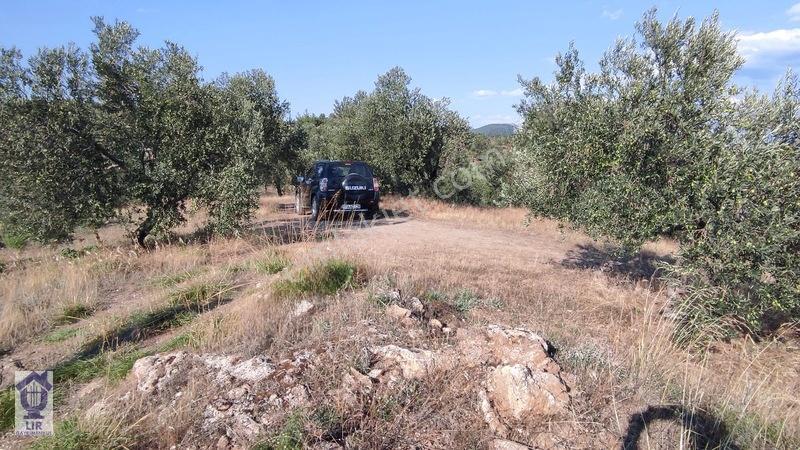 Lir Den Çanakkale Bayramiç Zerdalilik Te 4300 M2 Zeytinlik — fotoğraf 7