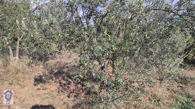 Lir Den Çanakkale Bayramiç Zerdalilik Te 4300 M2 Zeytinlik — fotoğraf 8