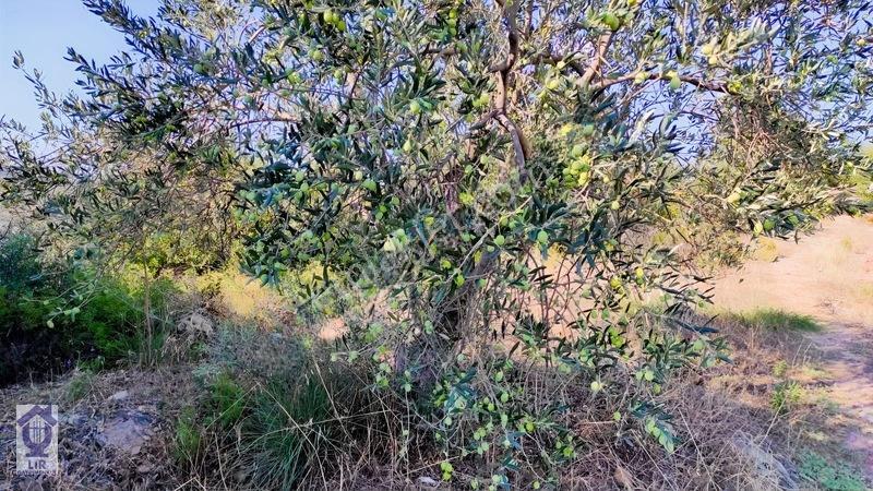 Lir Den Çanakkale Bayramiç Zerdalilik Te 4300 M2 Zeytinlik — fotoğraf 9
