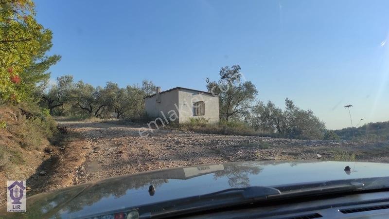 Lir Den Çanakkale Bayramiç Zerdalilik Te 4300 M2 Zeytinlik — fotoğraf 11