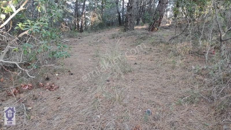 Lir Den Çanakkale Bayramiç Zerdalilik Te 4300 M2 Zeytinlik — fotoğraf 12