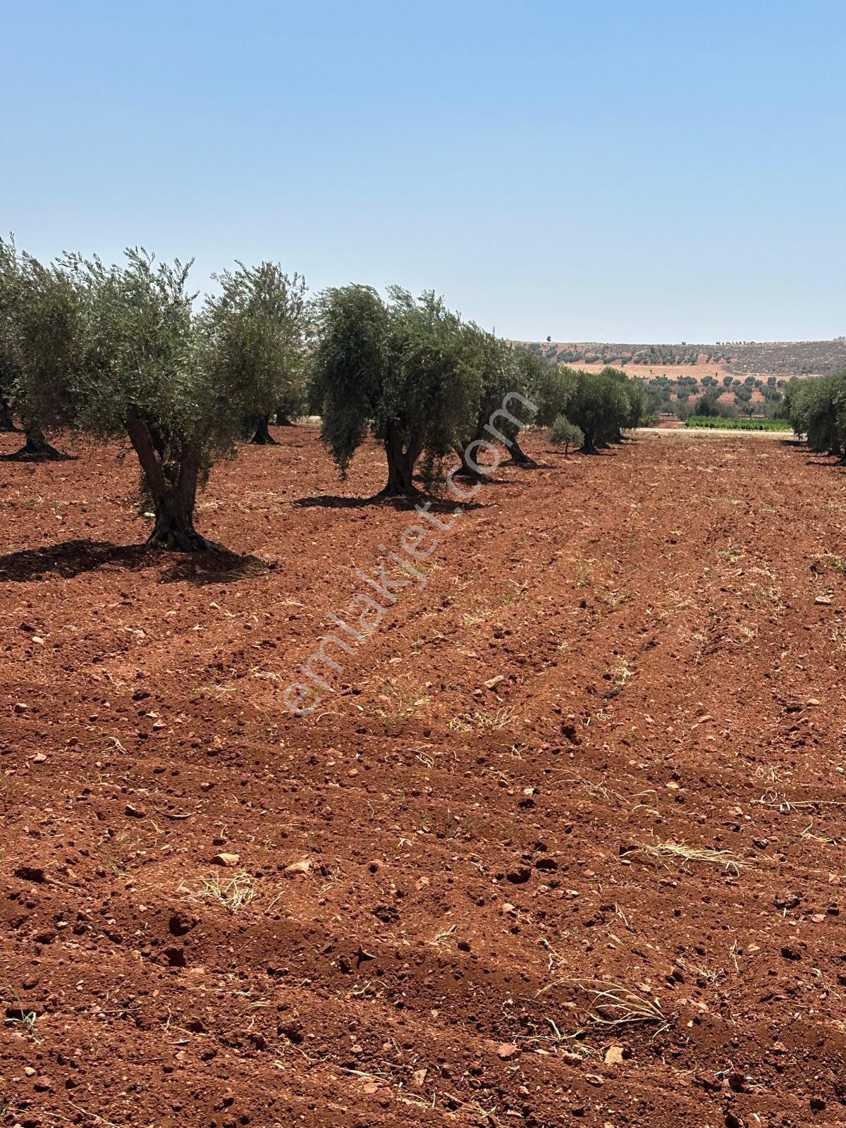 Çözüm Gayrimenkul Tonluk Zeytin — fotoğraf 2