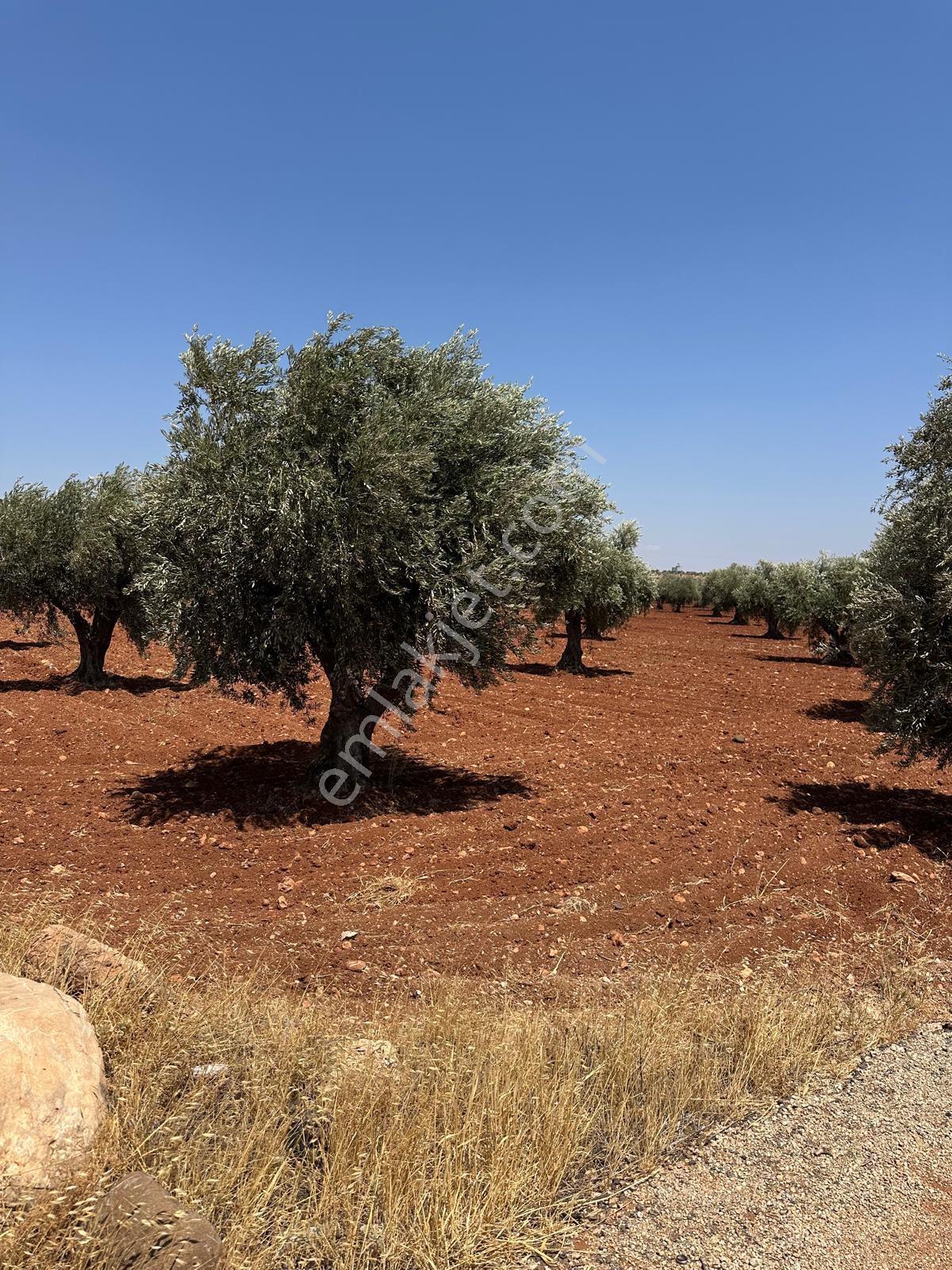 Çözüm Gayrimenkul Tonluk Zeytin — fotoğraf 3