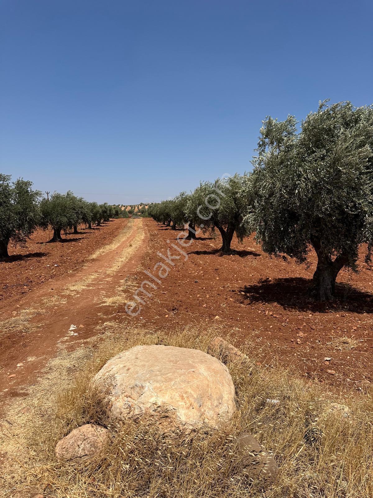 Çözüm Gayrimenkul Tonluk Zeytin — fotoğraf 4