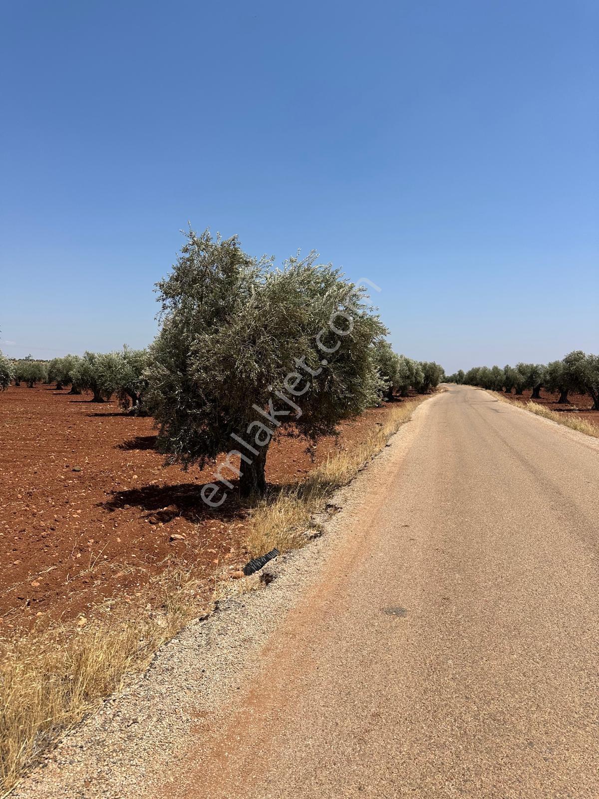 Çözüm Gayrimenkul Tonluk Zeytin — fotoğraf 5