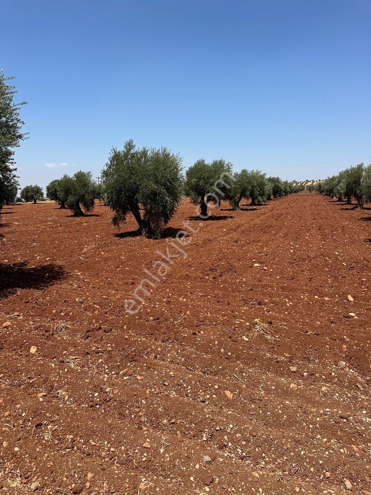 Çözüm Gayrimenkul Tonluk Zeytin — fotoğraf 6
