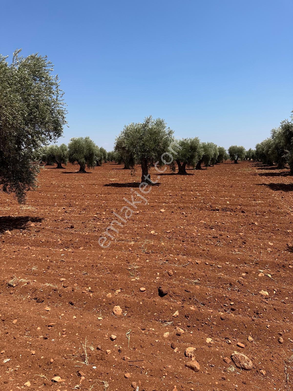 Çözüm Gayrimenkul Tonluk Zeytin — fotoğraf 7
