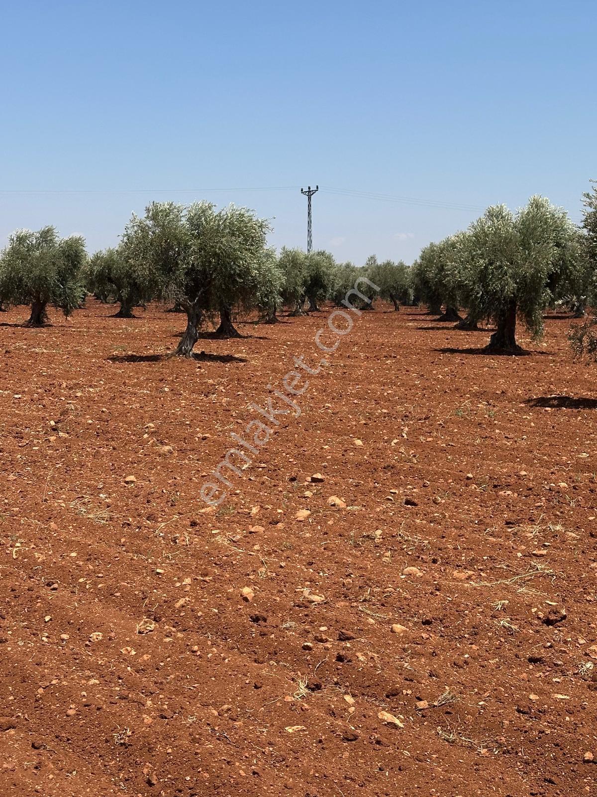 Çözüm Gayrimenkul Tonluk Zeytin — fotoğraf 8