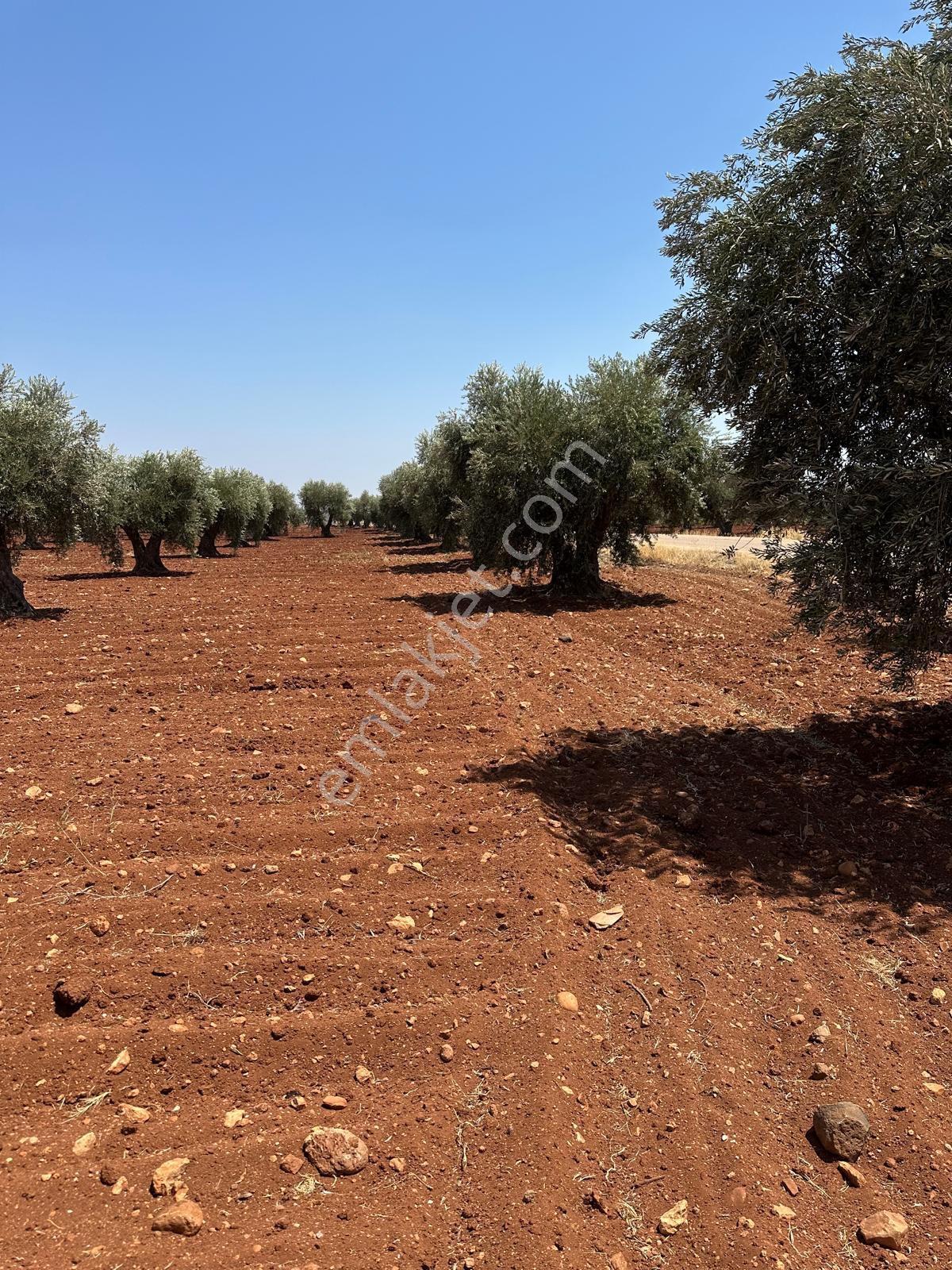 Çözüm Gayrimenkul Tonluk Zeytin — fotoğraf 9