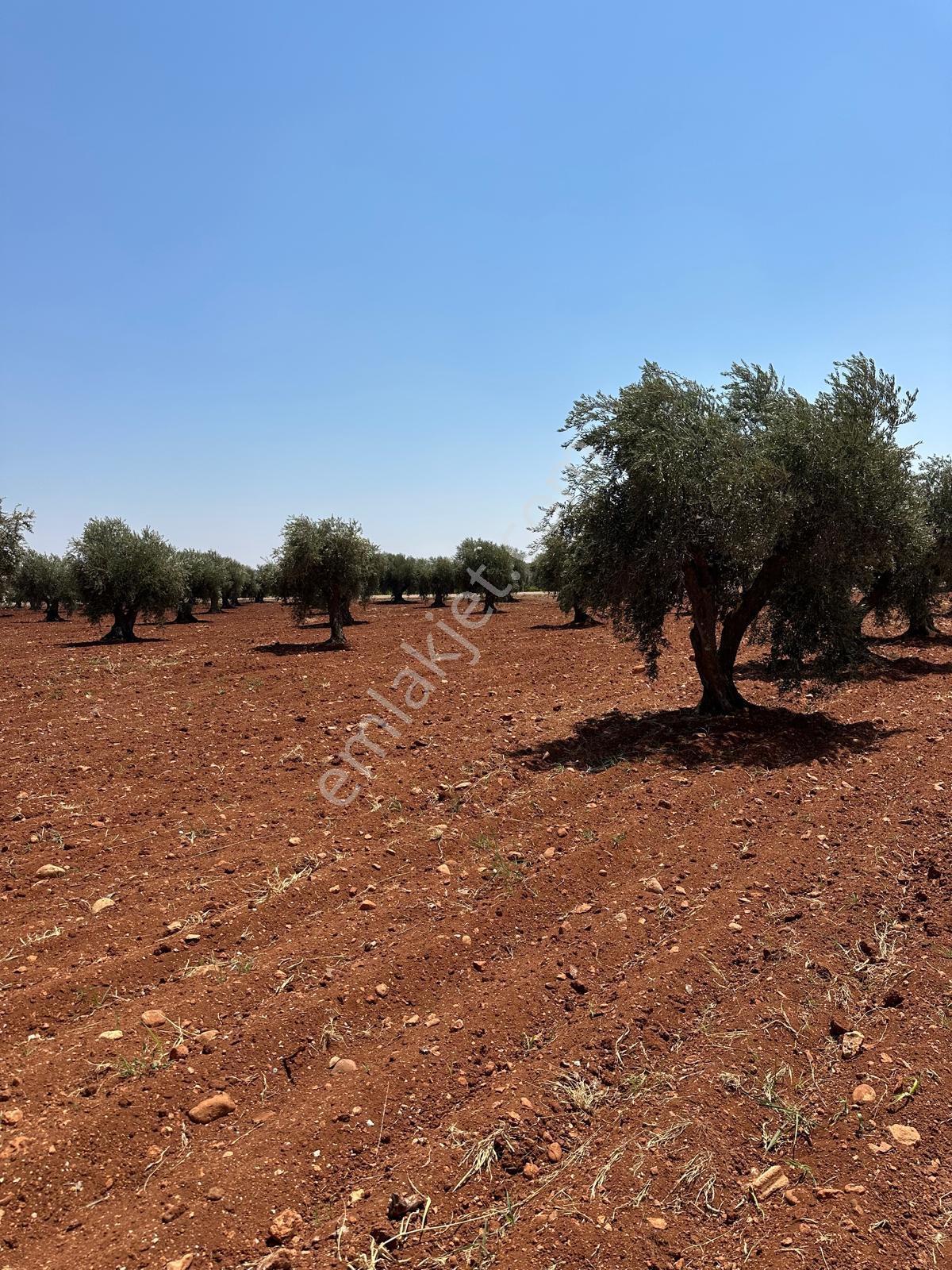 Çözüm Gayrimenkul Tonluk Zeytin — fotoğraf 10