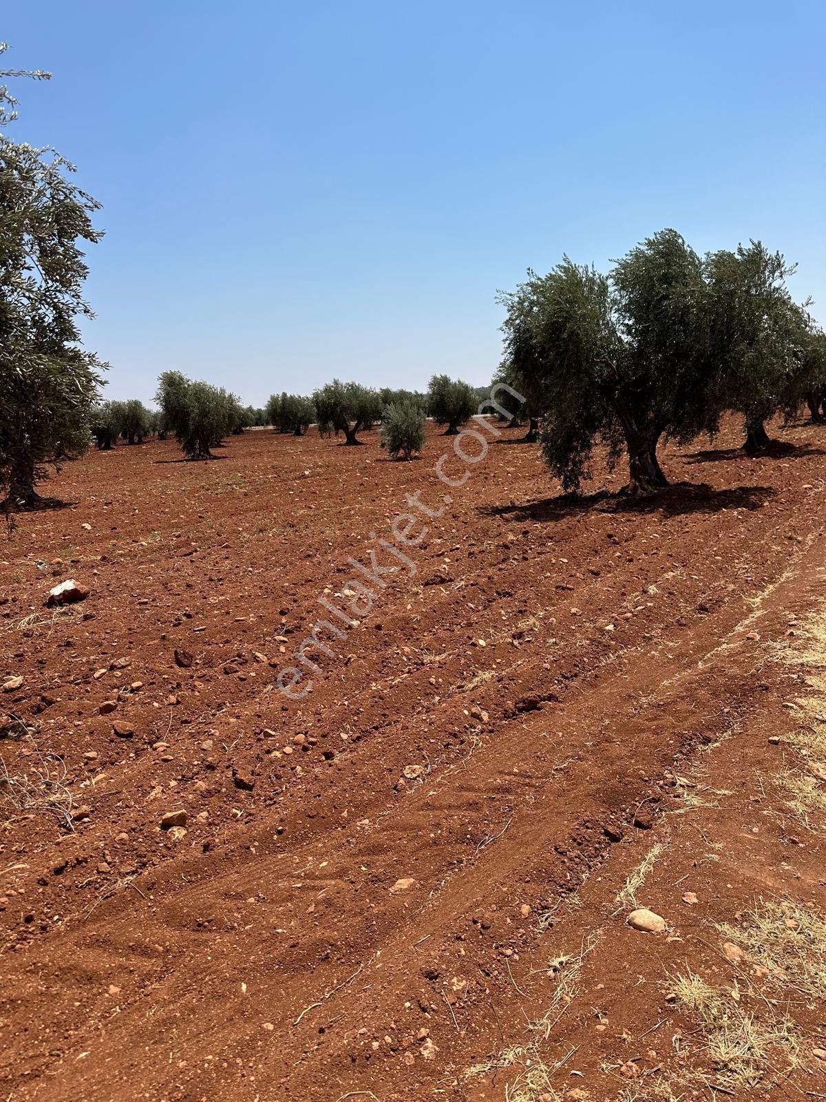 Çözüm Gayrimenkul Tonluk Zeytin — fotoğraf 11