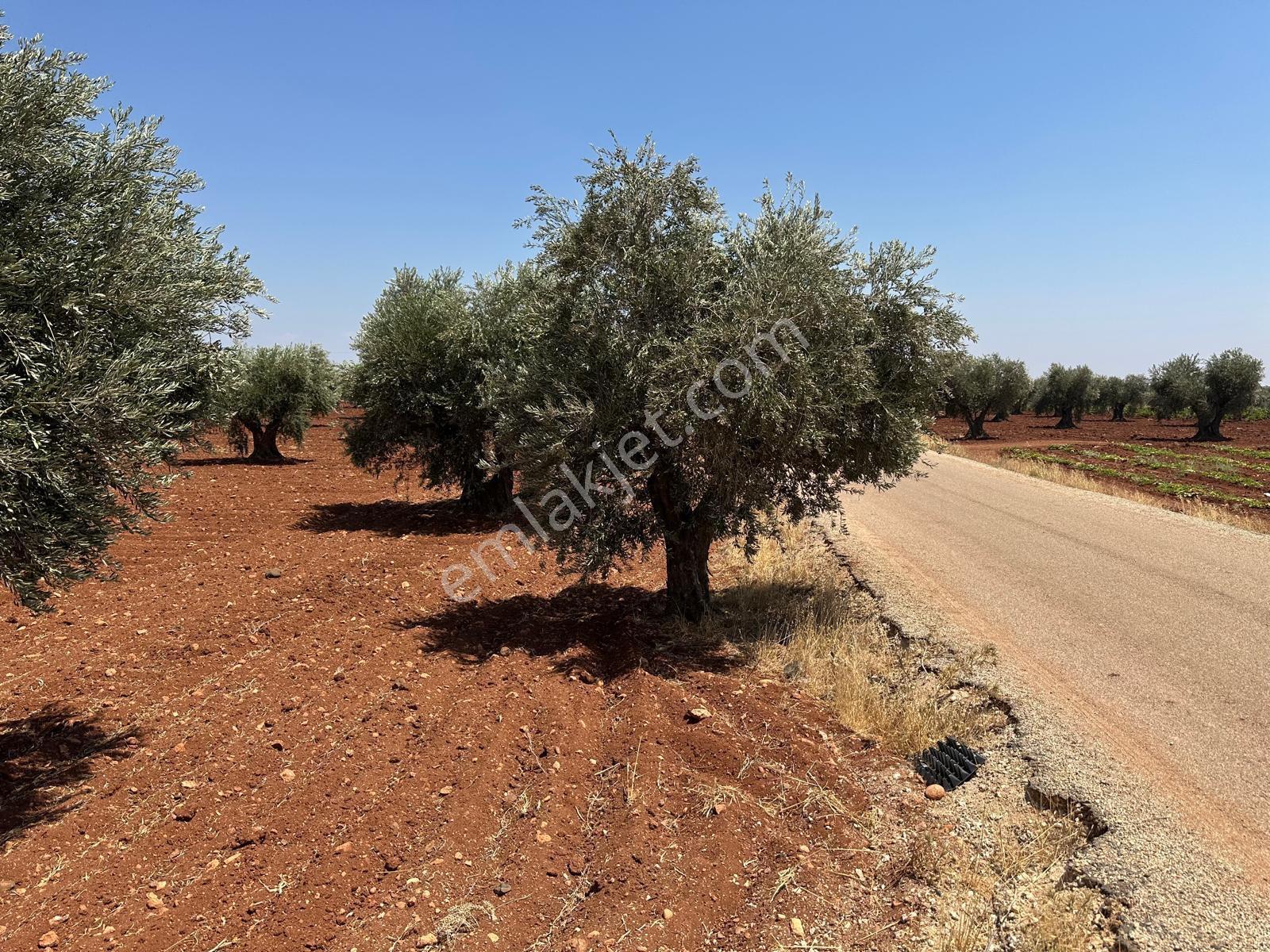 Çözüm Gayrimenkul Tonluk Zeytin — fotoğraf 12