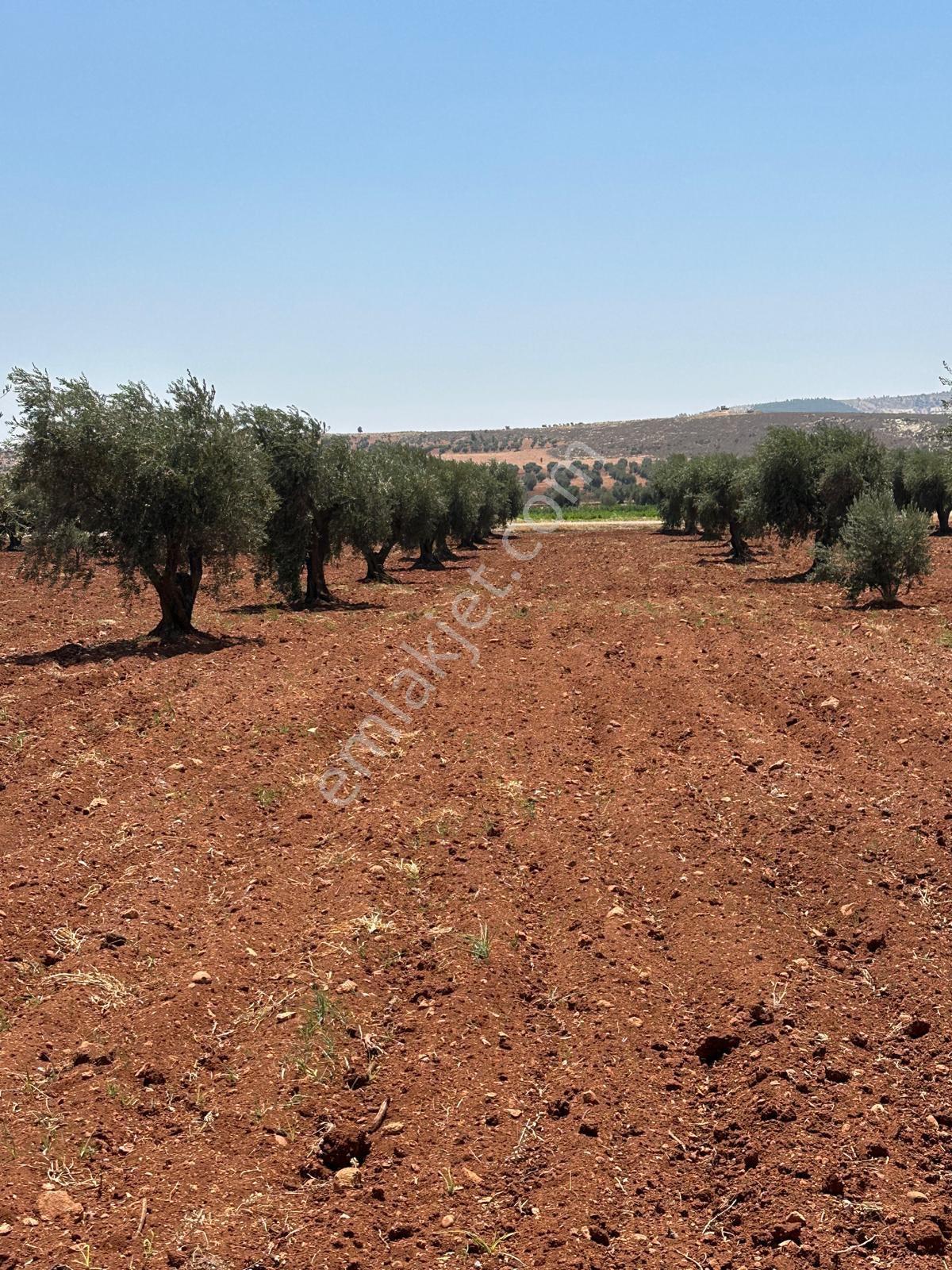 Çözüm Gayrimenkul Tonluk Zeytin — fotoğraf 13