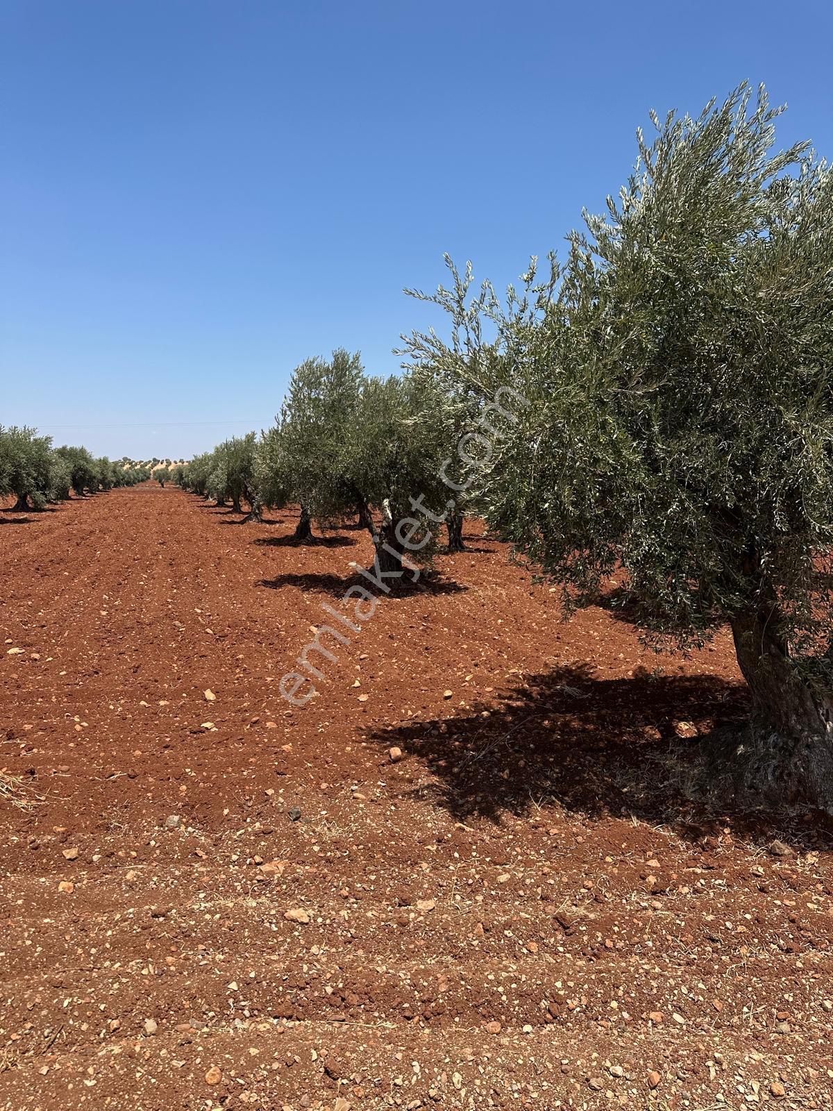 Çözüm Gayrimenkul Tonluk Zeytin — fotoğraf 14