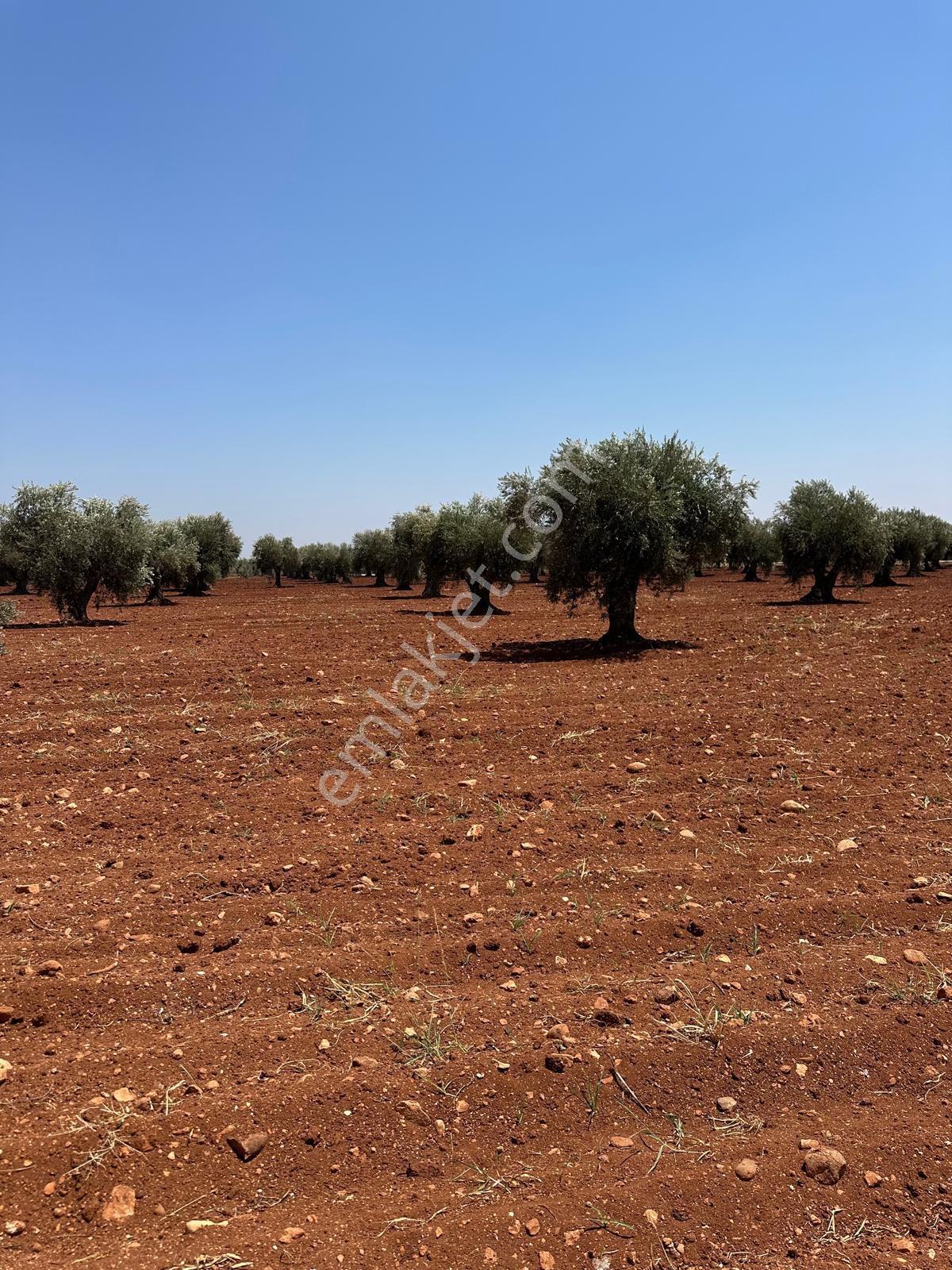 Çözüm Gayrimenkul Tonluk Zeytin — fotoğraf 15