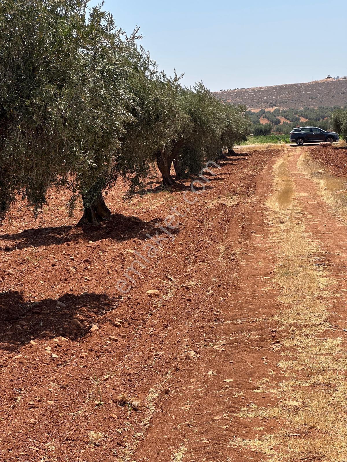 Çözüm Gayrimenkul Tonluk Zeytin — fotoğraf 16
