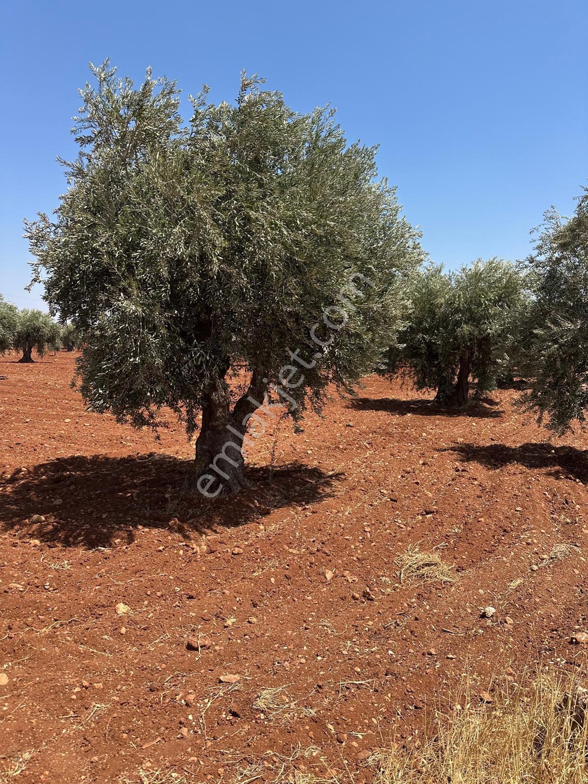 Çözüm Gayrimenkul Tonluk Zeytin — fotoğraf 17