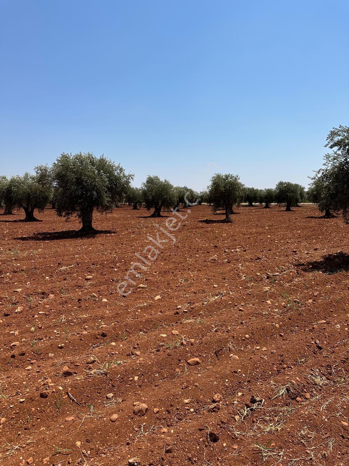 Çözüm Gayrimenkul Tonluk Zeytin — fotoğraf 18