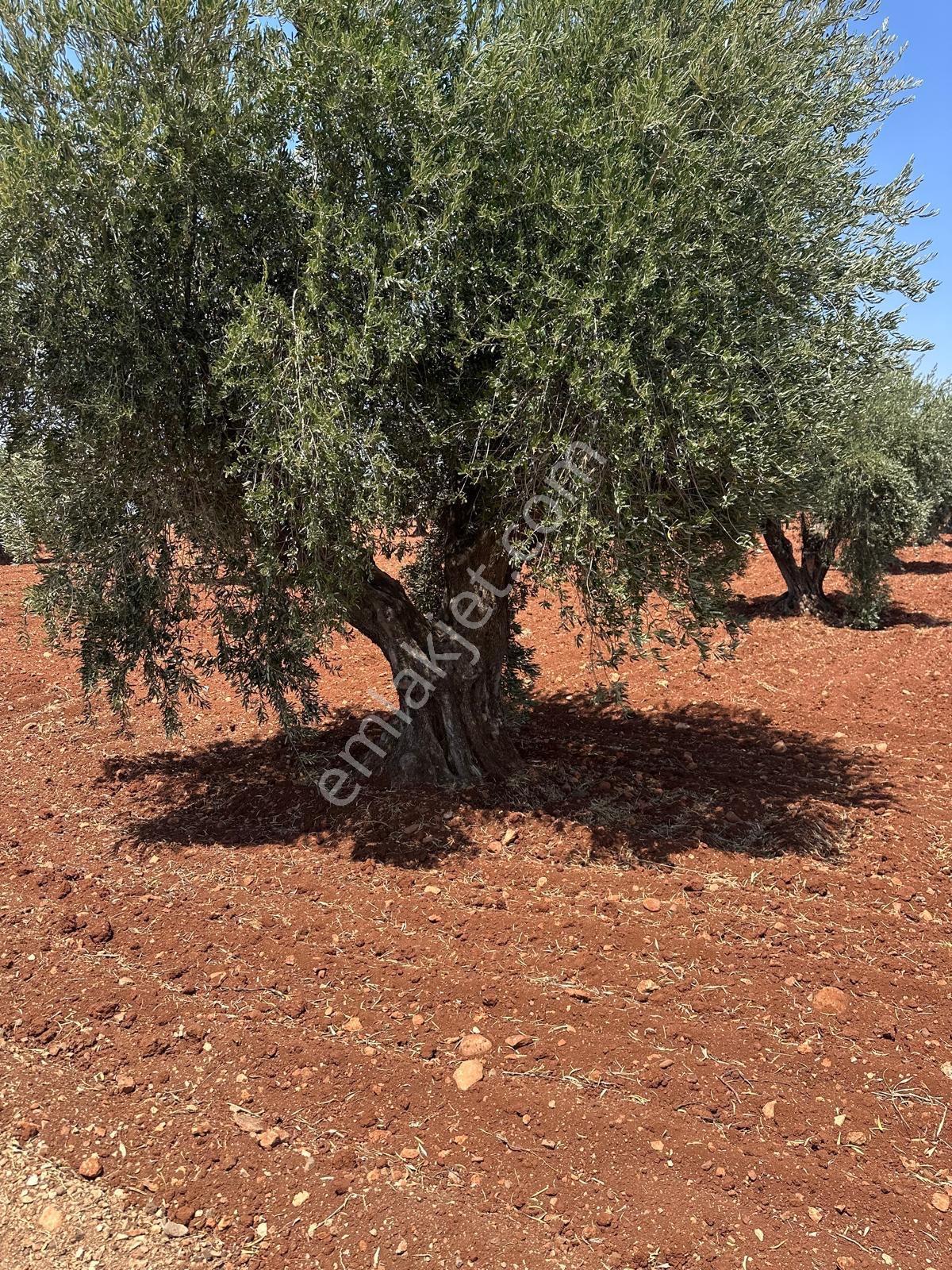 Çözüm Gayrimenkul Tonluk Zeytin — fotoğraf 19