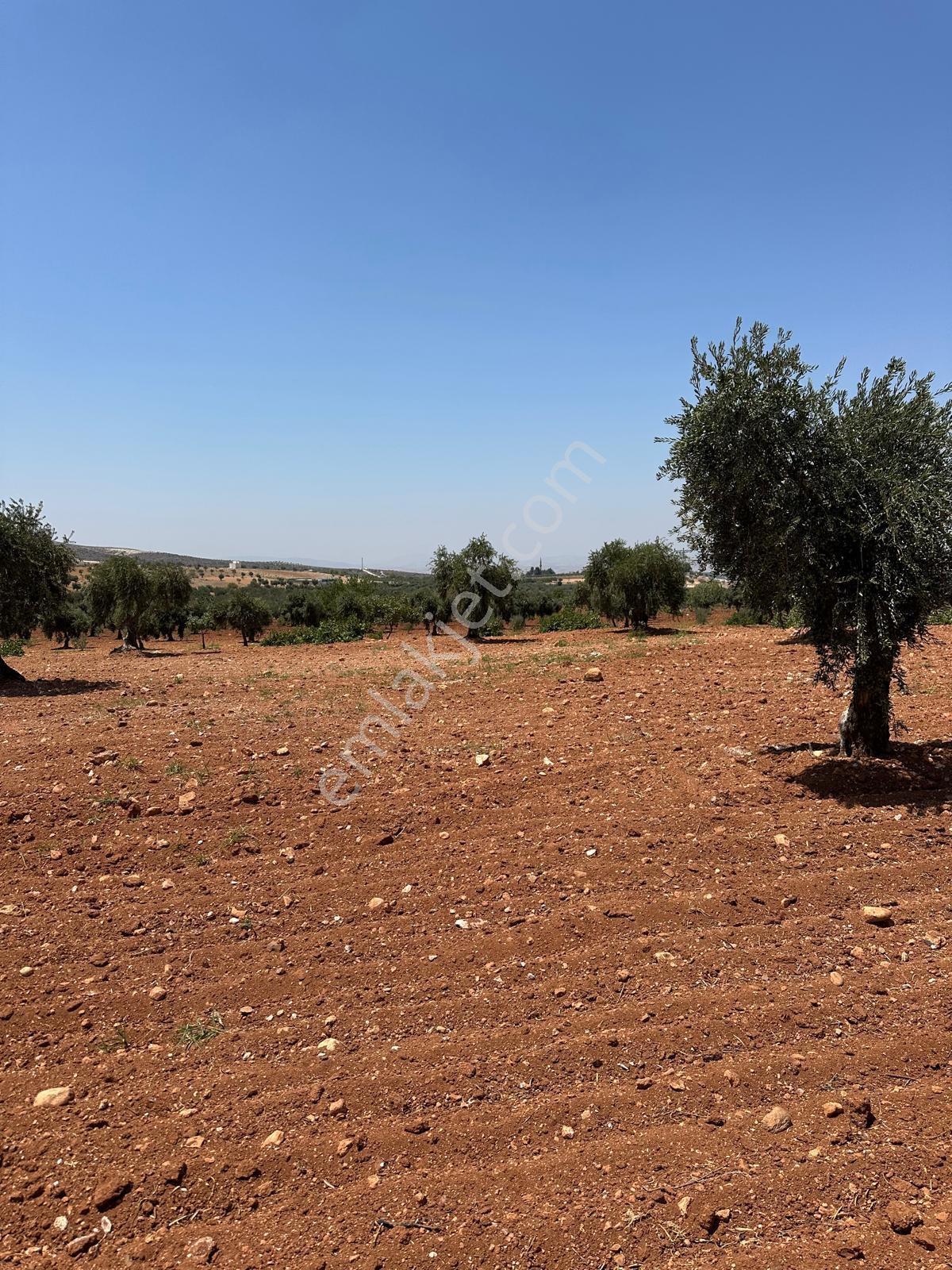Çözüm Gayrimenkul Tonluk Zeytin — fotoğraf 20