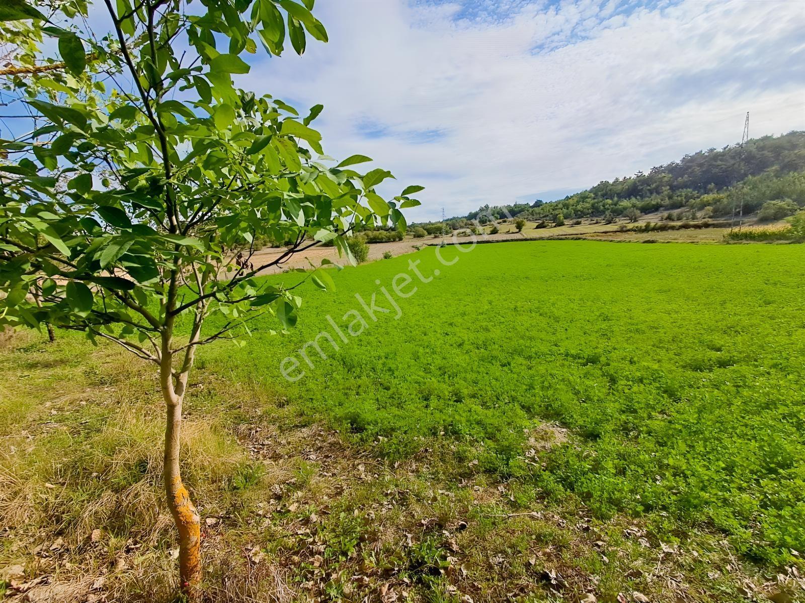 Akçelikten Daday Yoluna 450 M. Merkeze 10-15 Dk Değerli Arazi — fotoğraf 3