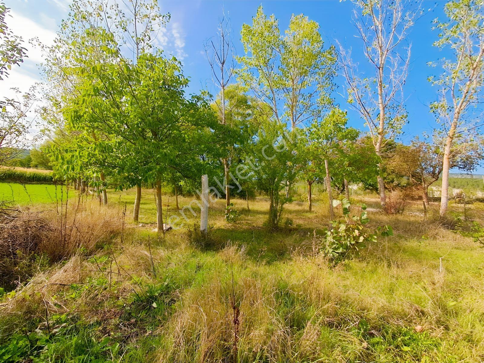 Akçelikten Daday Yoluna 450 M. Merkeze 10-15 Dk Değerli Arazi — fotoğraf 4