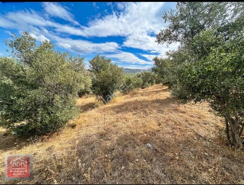 Davutlar Merkeze 300 Mt 14.000 M² Panoramik Deniz Manzaralı Arsa — fotoğraf 4