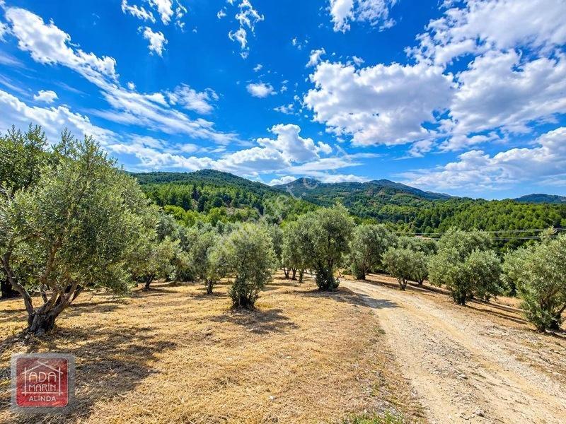 Davutlar Merkeze 300 Mt 14.000 M² Panoramik Deniz Manzaralı Arsa — fotoğraf 6