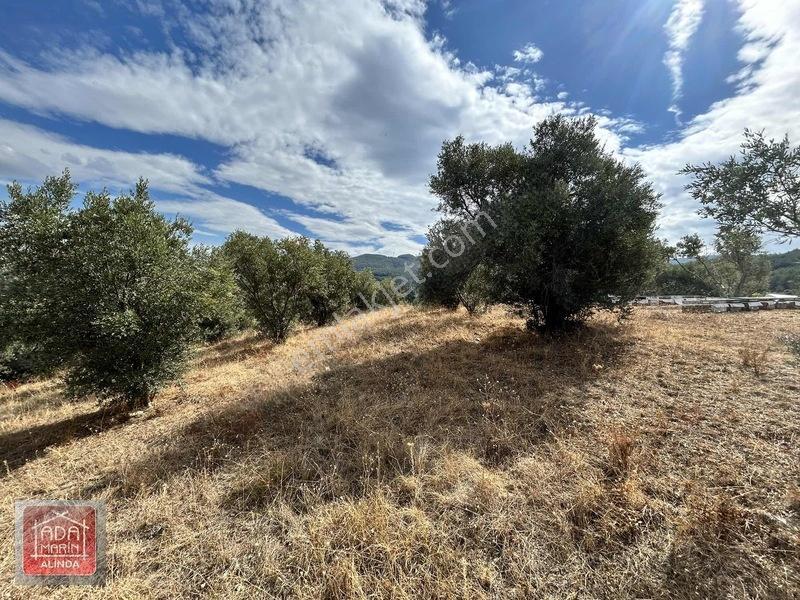 Davutlar Merkeze 300 Mt 14.000 M² Panoramik Deniz Manzaralı Arsa — fotoğraf 29