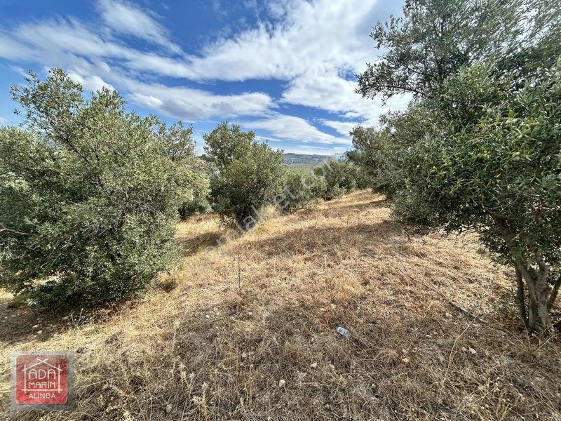 Davutlar Merkeze 300 Mt 14.000 M² Panoramik Deniz Manzaralı Arsa — fotoğraf 32