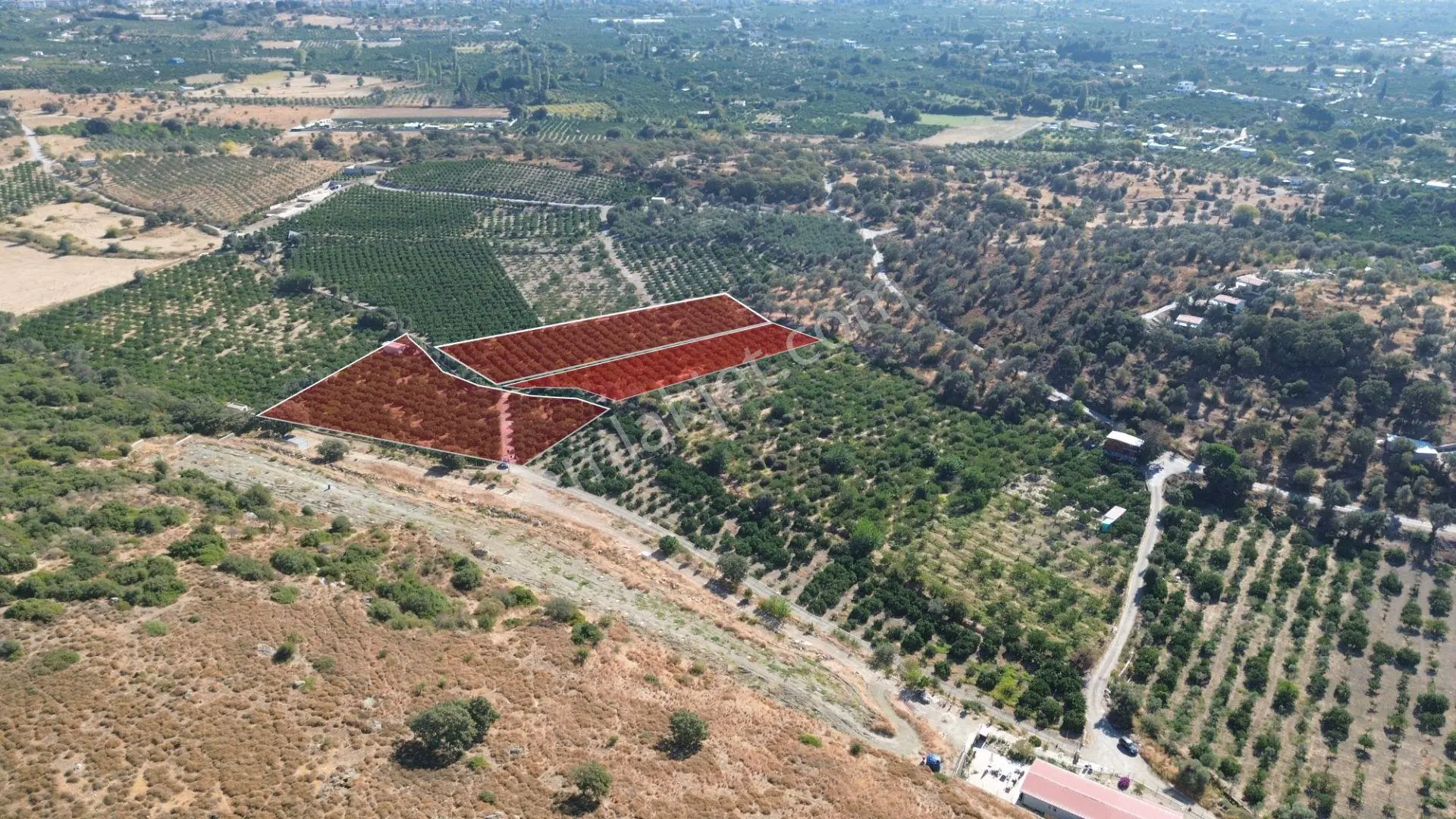 Seferihisar Sığacık Taşdibi Mevkiinde 12.901 M² Mandalina Bahçesi — fotoğraf 2