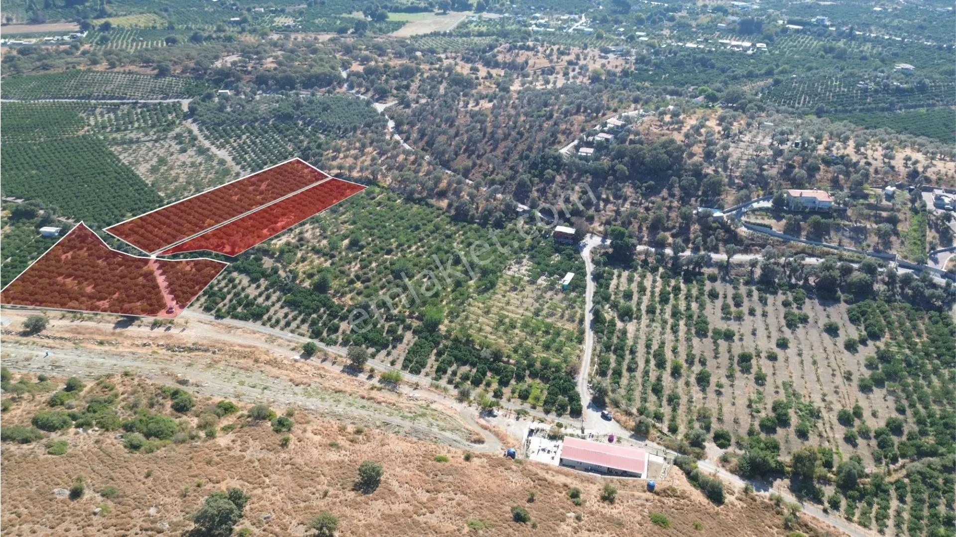 Seferihisar Sığacık Taşdibi Mevkiinde 12.901 M² Mandalina Bahçesi — fotoğraf 3