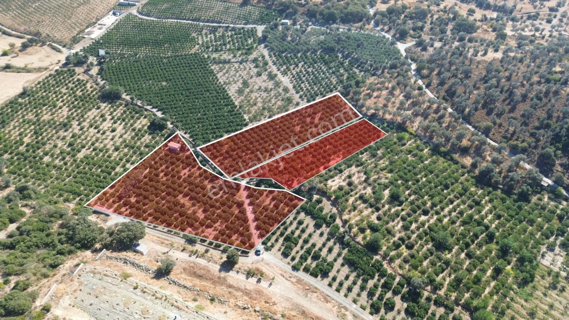 Seferihisar Sığacık Taşdibi Mevkiinde 12.901 M² Mandalina Bahçesi — fotoğraf 5