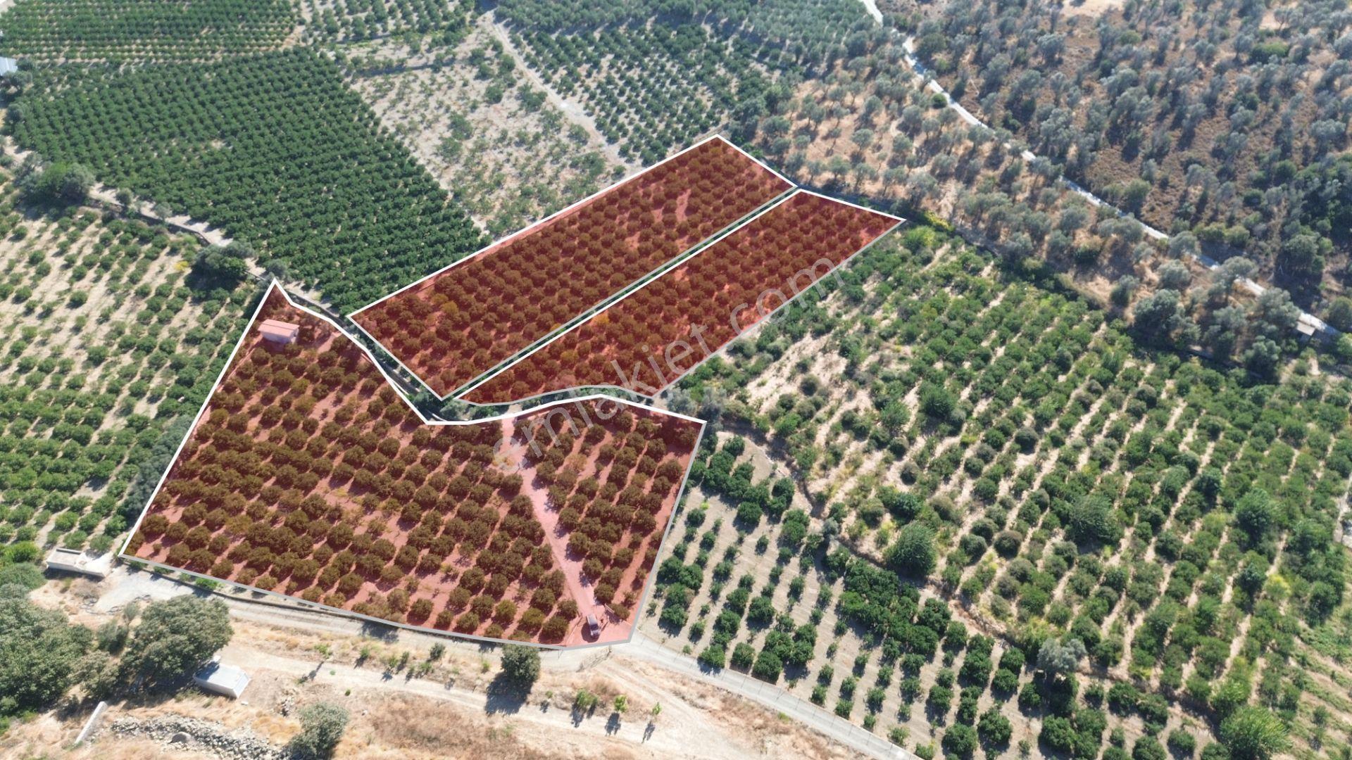 Seferihisar Sığacık Taşdibi Mevkiinde 12.901 M² Mandalina Bahçesi — fotoğraf 6