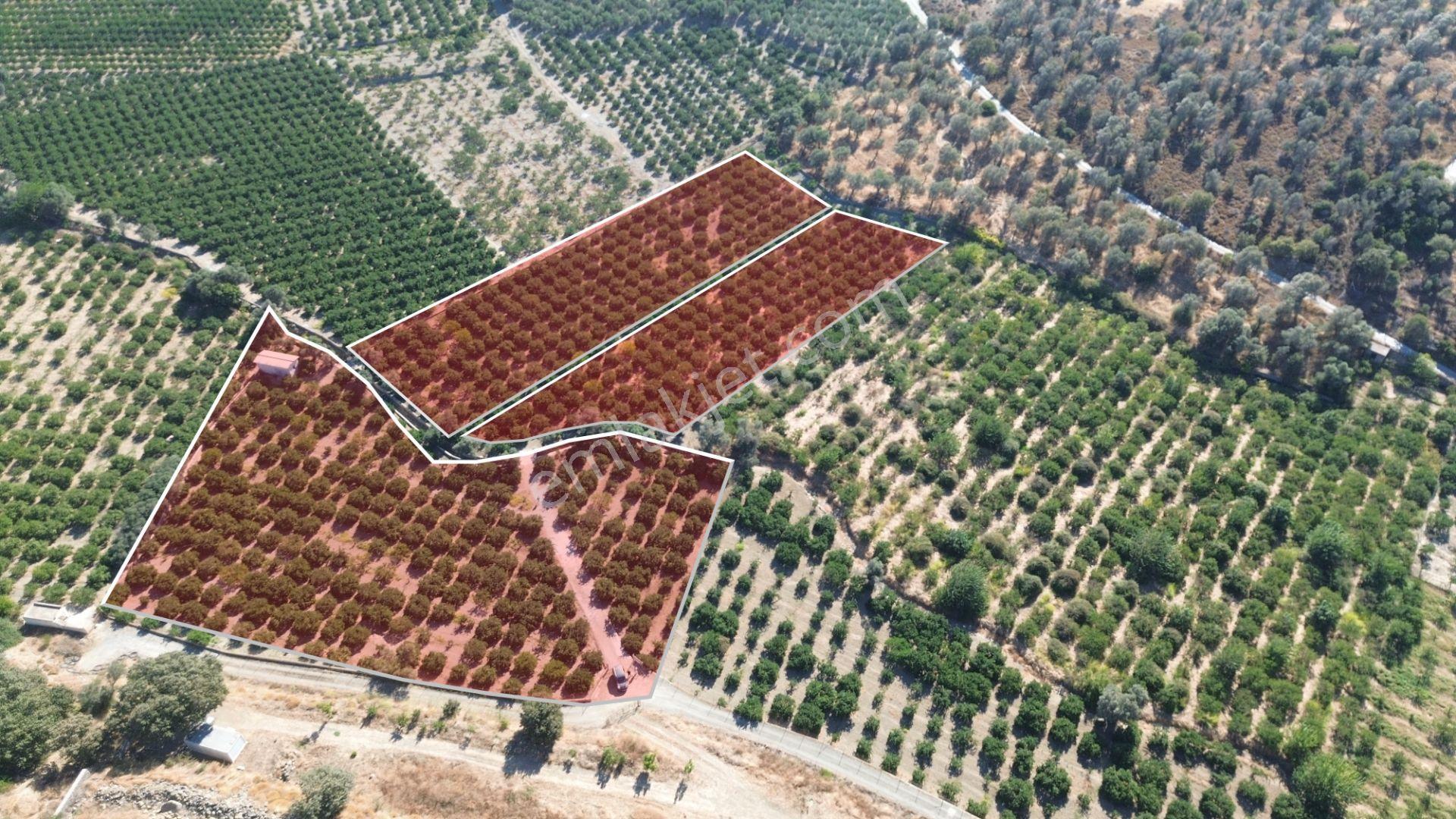 Seferihisar Sığacık Taşdibi Mevkiinde 12.901 M² Mandalina Bahçesi — fotoğraf 7