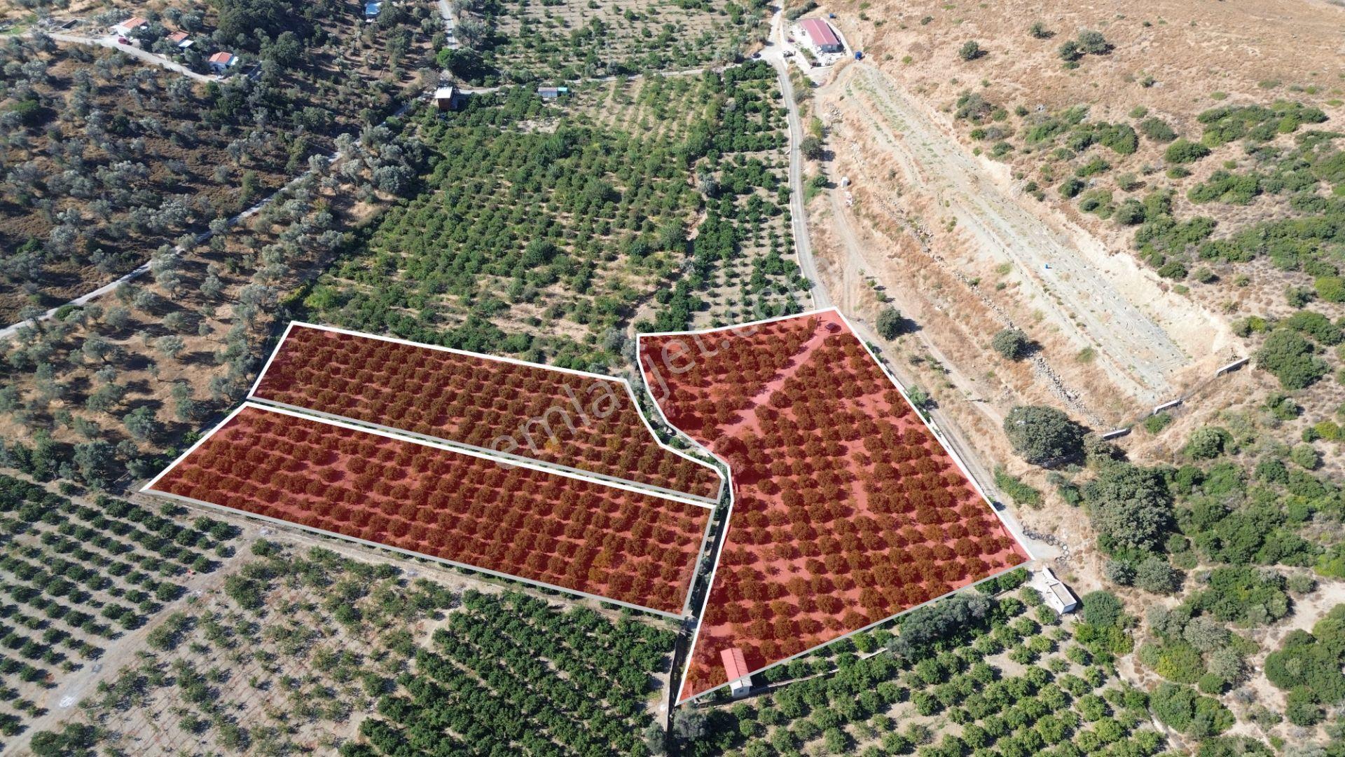 Seferihisar Sığacık Taşdibi Mevkiinde 12.901 M² Mandalina Bahçesi — fotoğraf 8