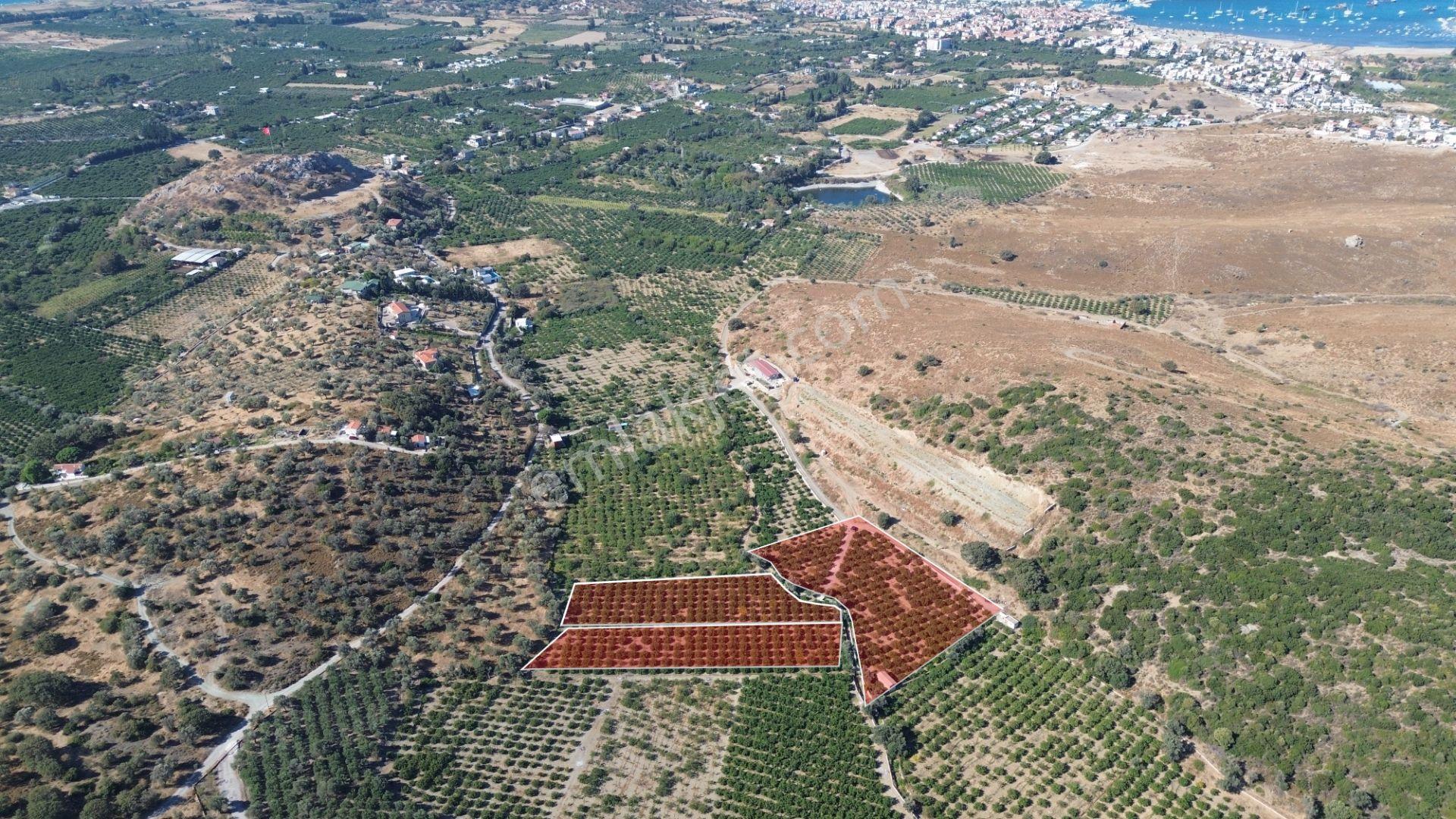 Seferihisar Sığacık Taşdibi Mevkiinde 12.901 M² Mandalina Bahçesi — fotoğraf 9
