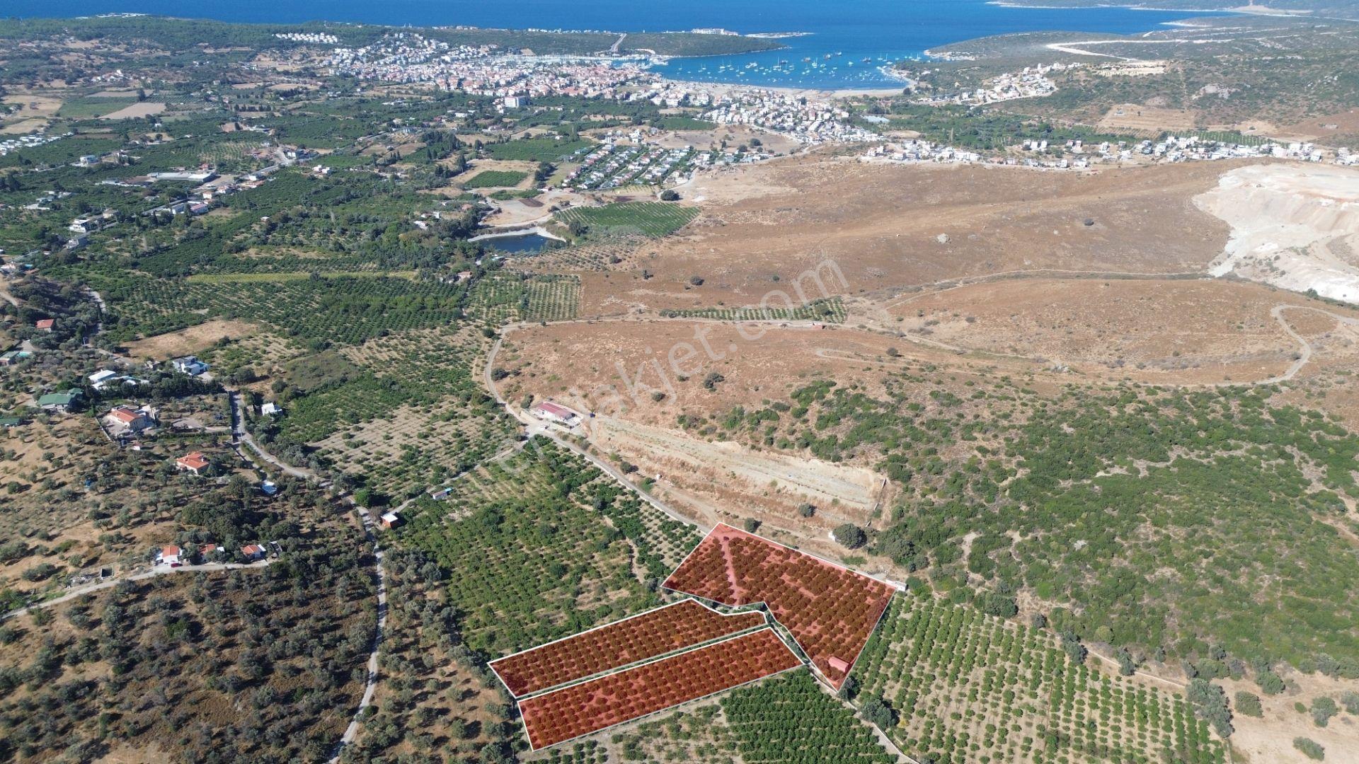 Seferihisar Sığacık Taşdibi Mevkiinde 12.901 M² Mandalina Bahçesi — fotoğraf 10
