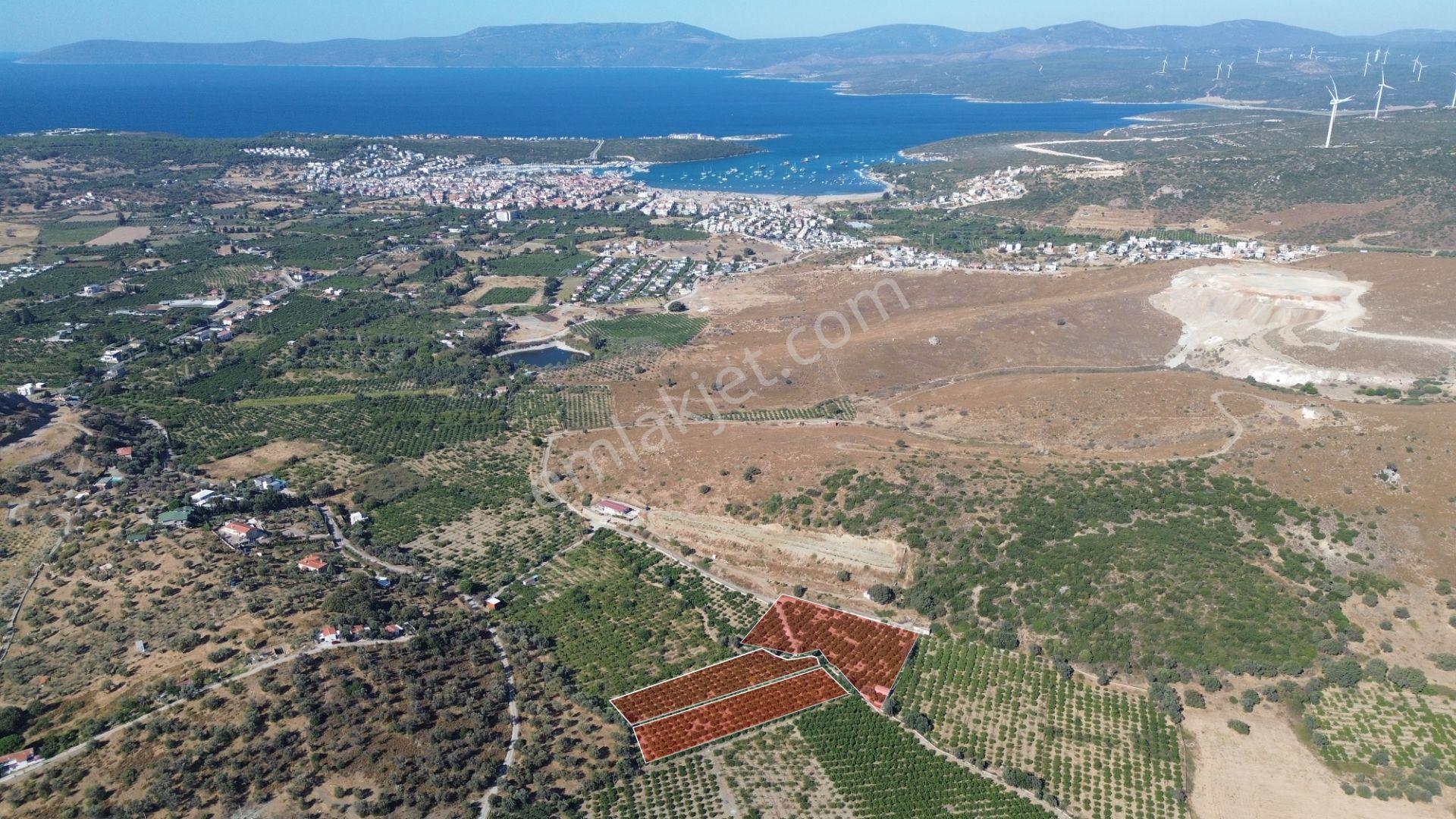 Seferihisar Sığacık Taşdibi Mevkiinde 12.901 M² Mandalina Bahçesi — fotoğraf 11
