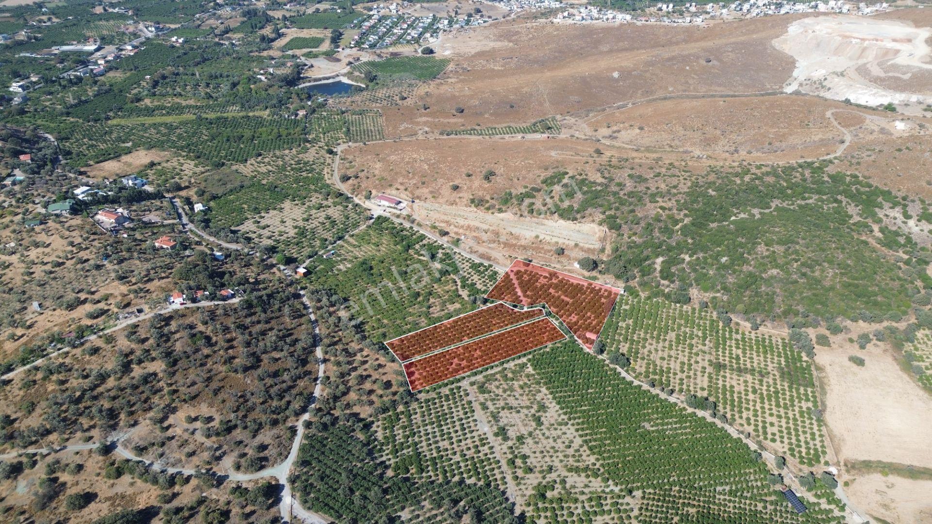 Seferihisar Sığacık Taşdibi Mevkiinde 12.901 M² Mandalina Bahçesi — fotoğraf 12