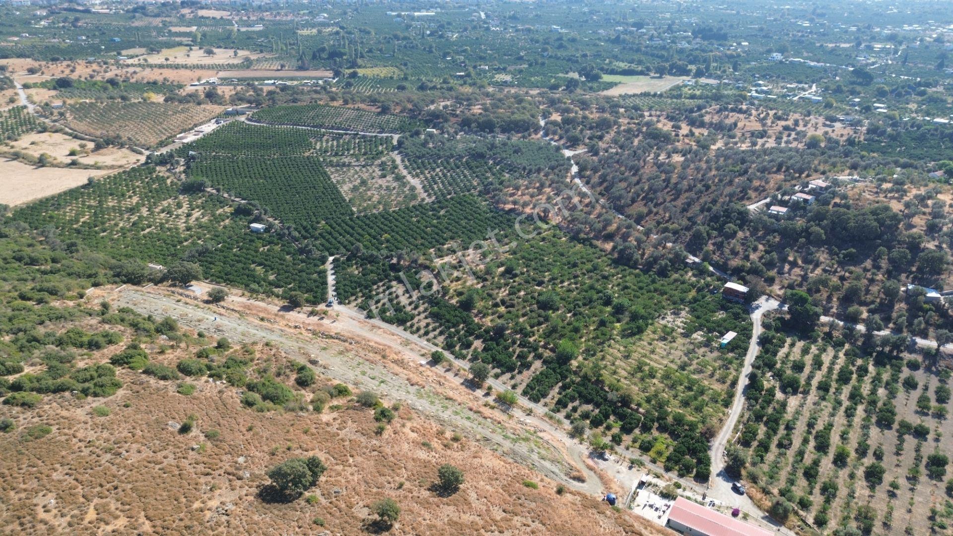 Seferihisar Sığacık Taşdibi Mevkiinde 12.901 M² Mandalina Bahçesi — fotoğraf 13
