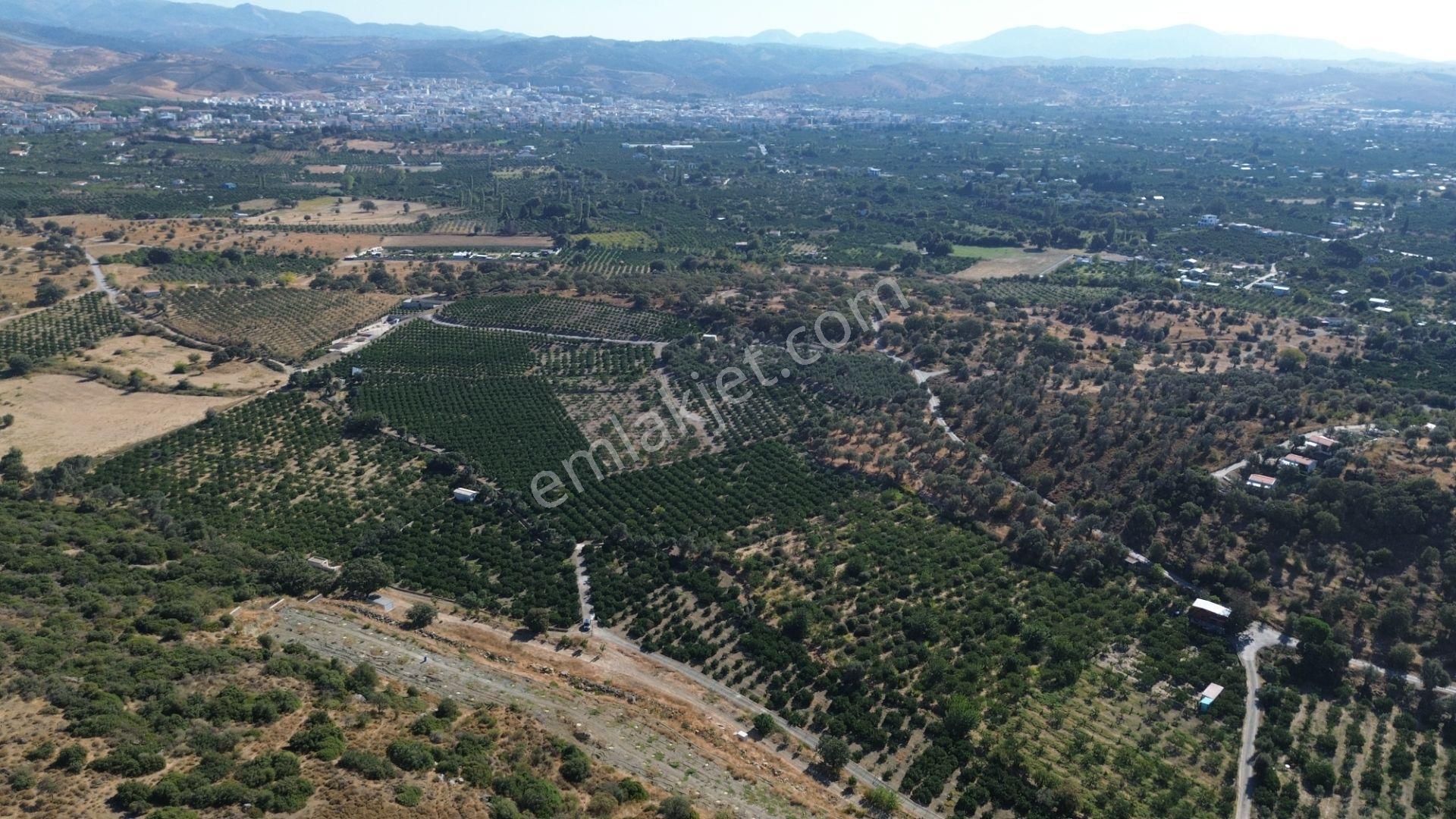 Seferihisar Sığacık Taşdibi Mevkiinde 12.901 M² Mandalina Bahçesi — fotoğraf 15