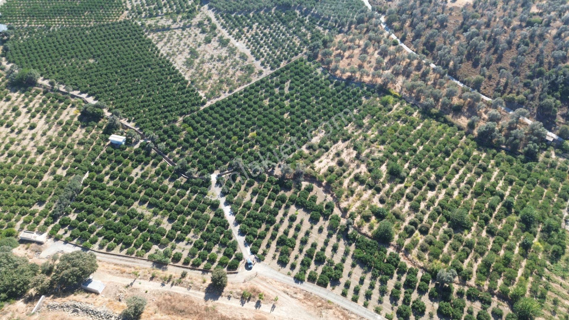 Seferihisar Sığacık Taşdibi Mevkiinde 12.901 M² Mandalina Bahçesi — fotoğraf 17