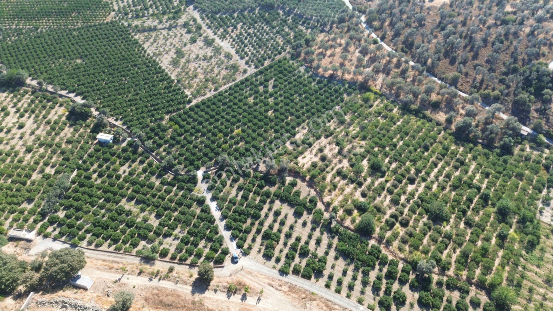Seferihisar Sığacık Taşdibi Mevkiinde 12.901 M² Mandalina Bahçesi — fotoğraf 18